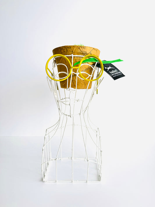 Planter-Yello, Black